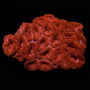 Lordhowensis Coral, Single Color