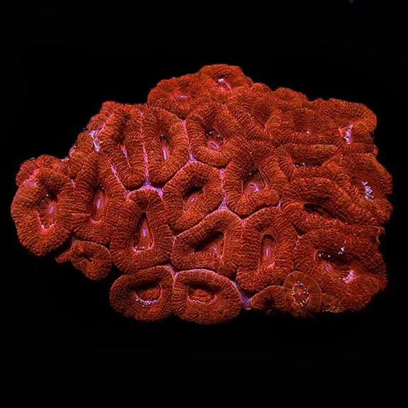 Lordhowensis Coral, Single Color