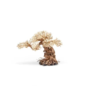 UNS Bonsai 012
