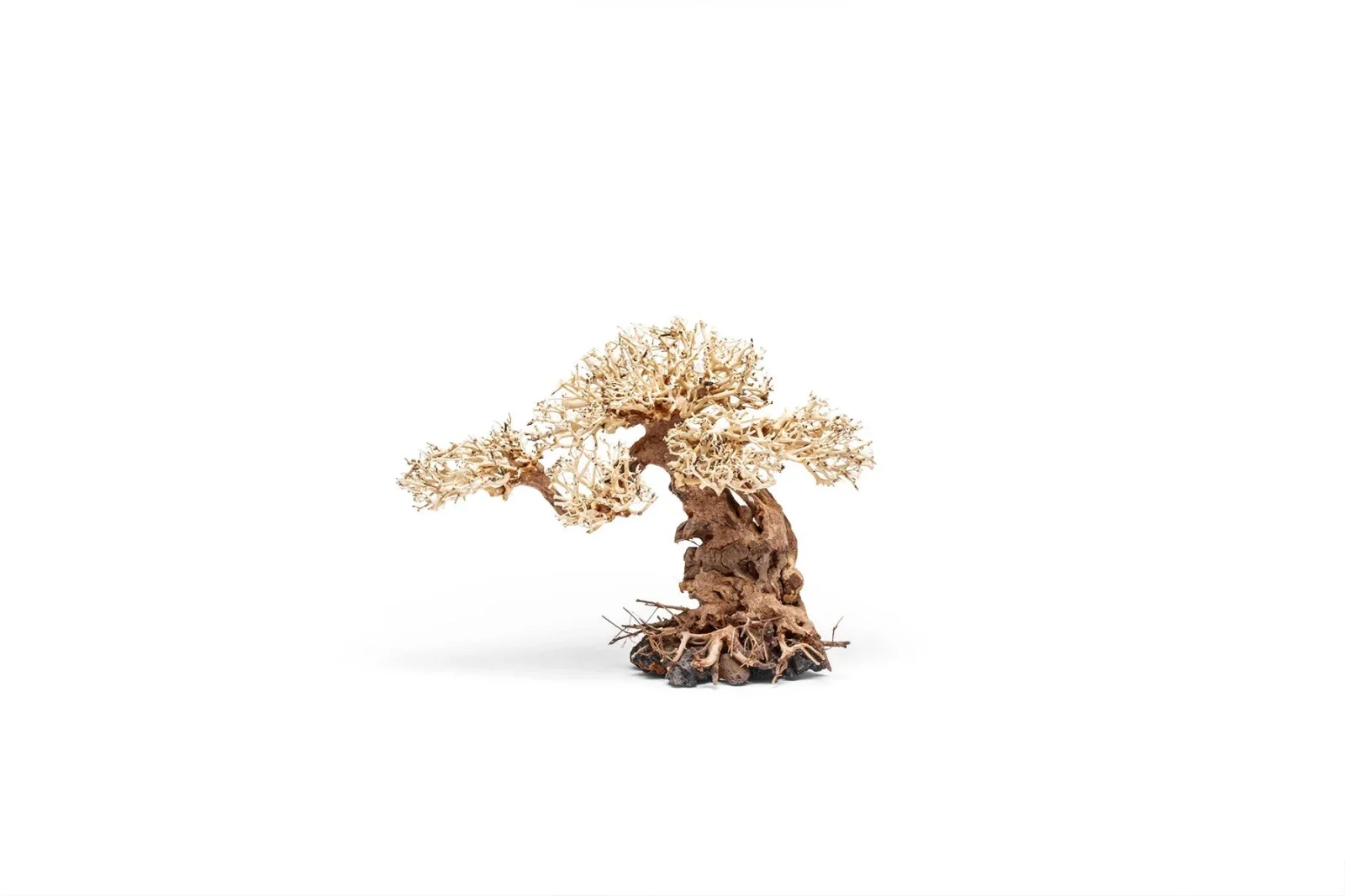 UNS Bonsai 012