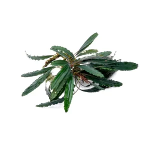 Bucephalandra Green Godzilla