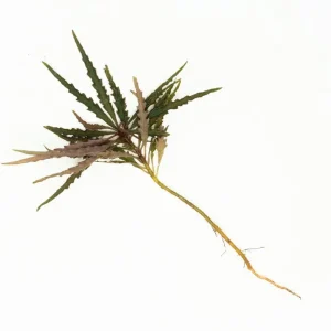 Labisia Sp Pinnatifidum Brown