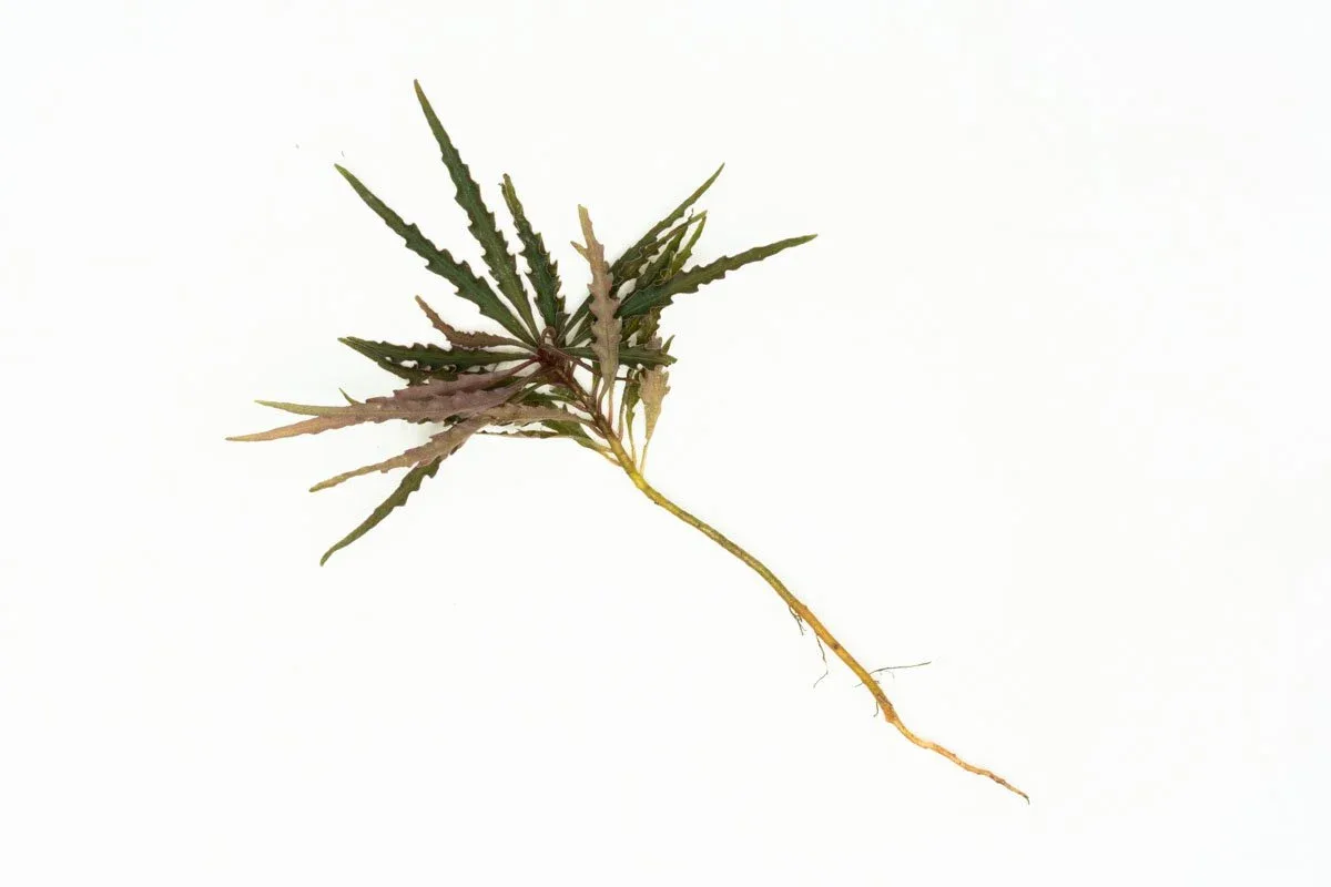 Labisia Sp Pinnatifidum Brown