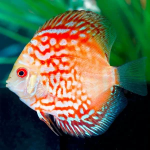 Red Pigeon Blood Discus