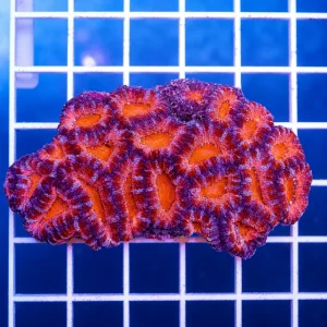 Acan Lord Coral Tri Color Australia 2.5" WYSIWYG