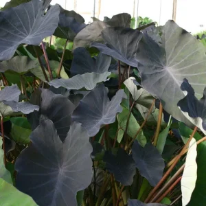 Black Magic Taro