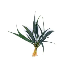 Josefia Intricata