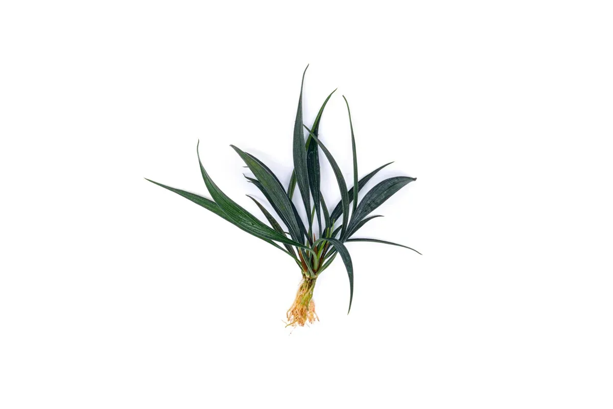 Josefia Intricata
