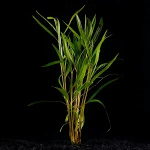 Hygrophila araguaia