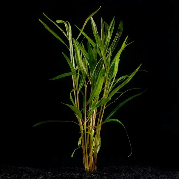 Hygrophila araguaia
