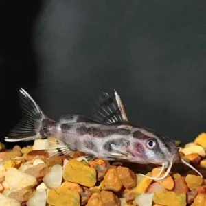 Synodontis Flavitaeniatus Catfish