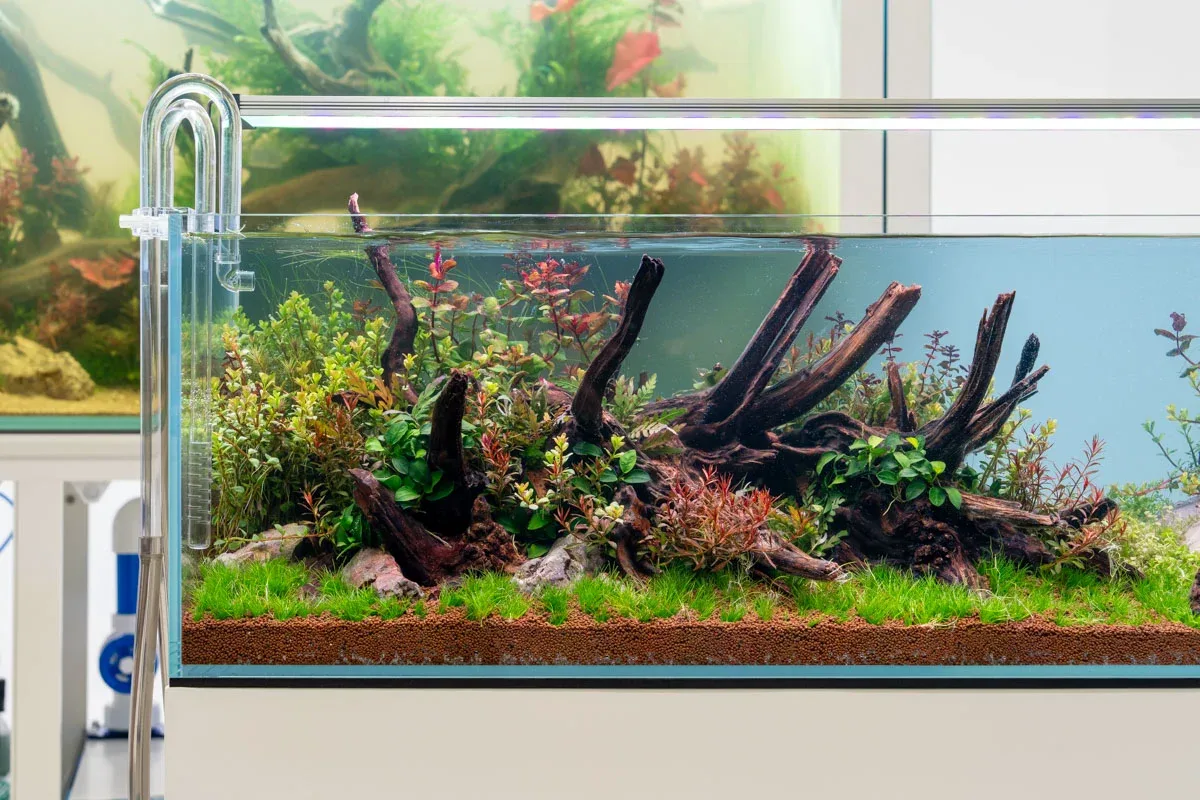 Nano Horn Wood - Image 2
