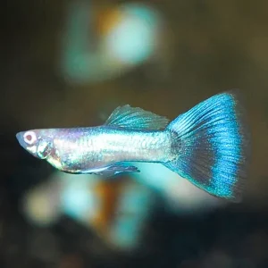 Red Eye Sky Blue Topaz Guppy, Male