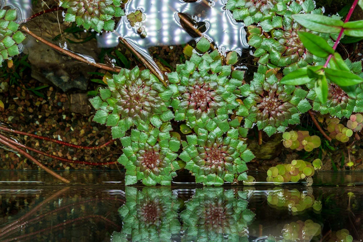 Ludwigia Sedioides - Image 2
