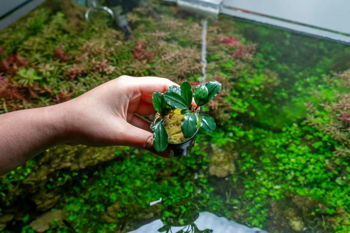 Bucephalandra Theia (Farmed) - Image 2