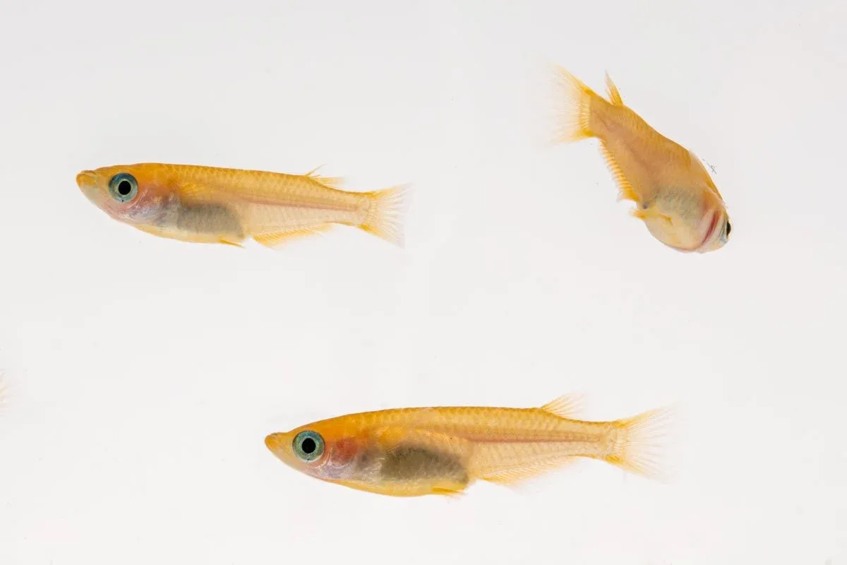Yokihi Medaka Rice Fish - Image 2