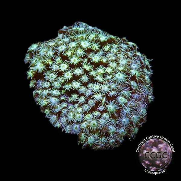 LiveAquaria® CCGC Aquacultured Coral Frag 3 Pack, Blast - Image 2