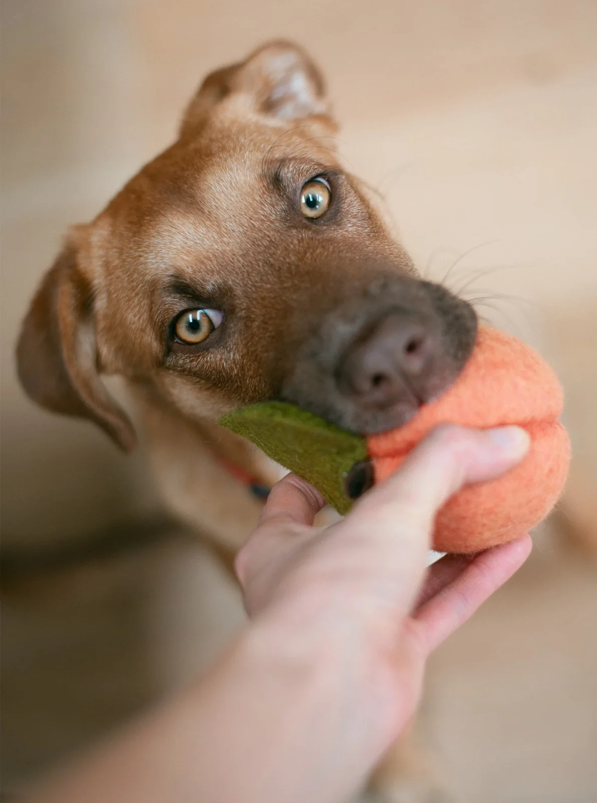 PEACH WOOL DOG & CAT TOY - Image 2