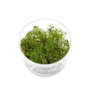 Myriophyllum Aquaticum 'Roraima' UNS Tissue Culture