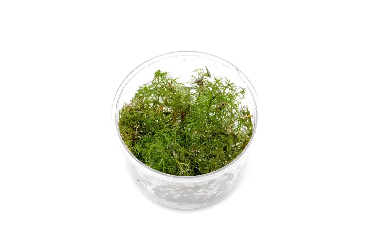 Myriophyllum Aquaticum 'Roraima' UNS Tissue Culture