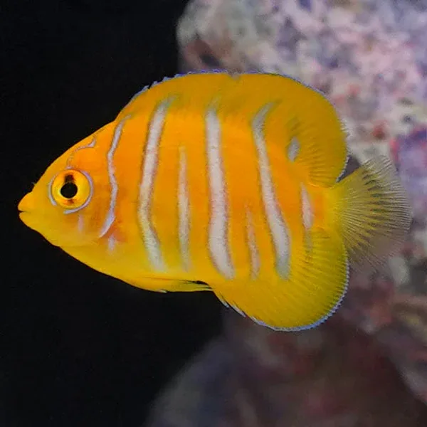 Regal Angelfish, Fancy Juvenile EXPERT ONLY - Image 2