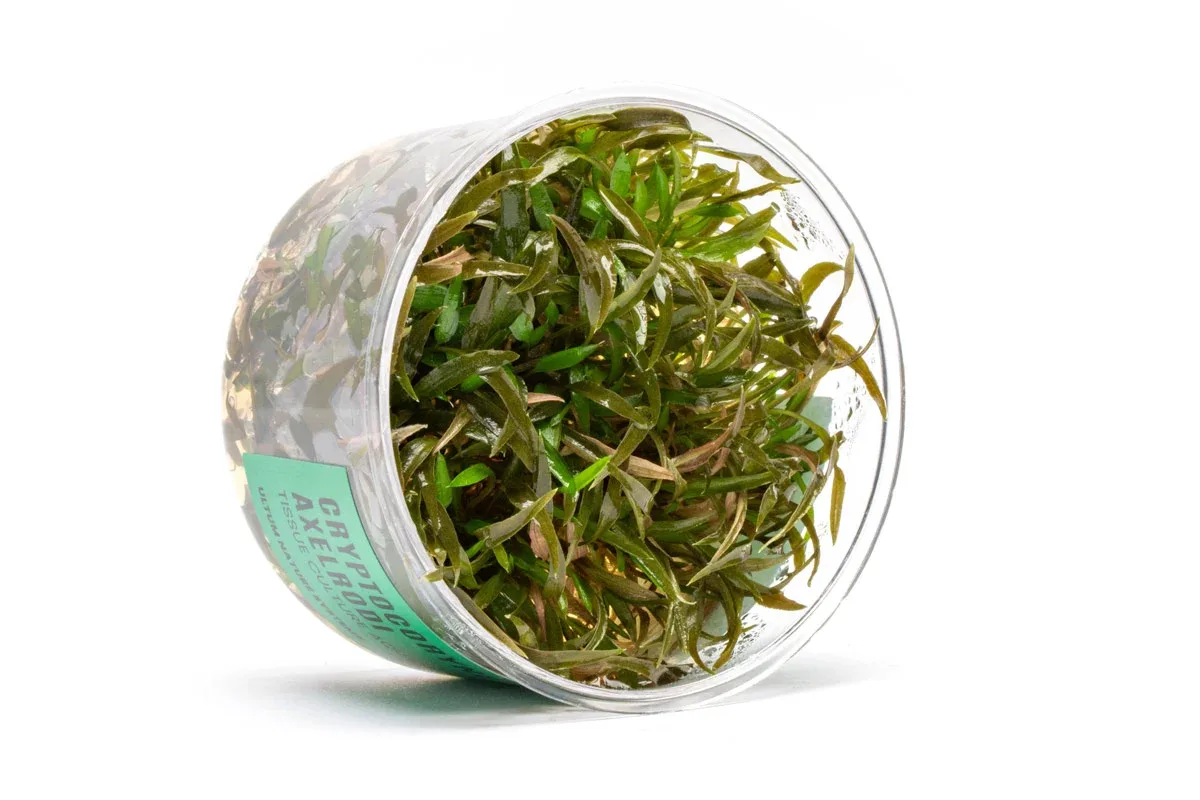 Cryptocoryne Axelrodi Tissue Culture - Image 2