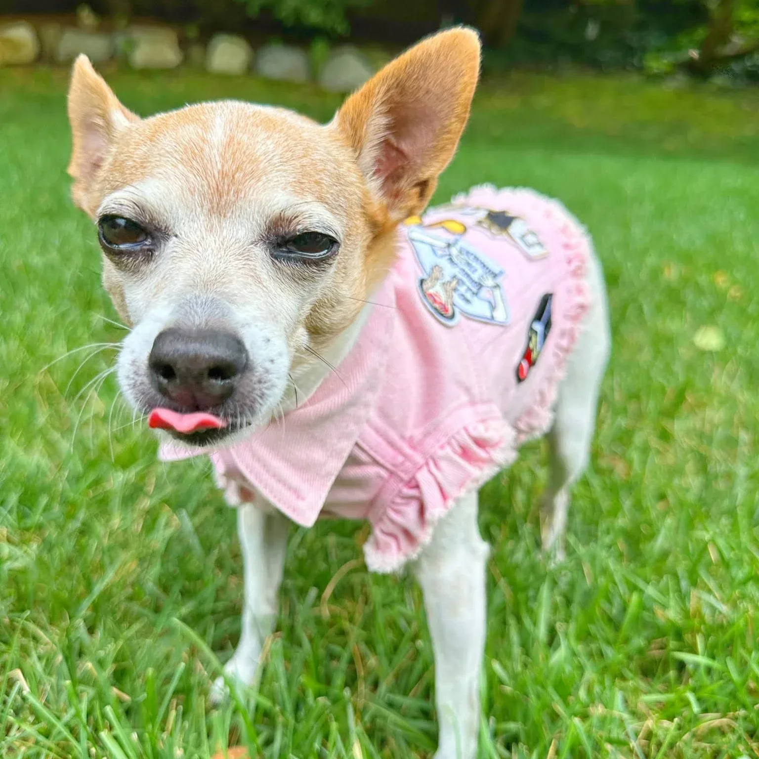Swiftie Inspired #3 Denim Dog Jacket- Pink - Image 2