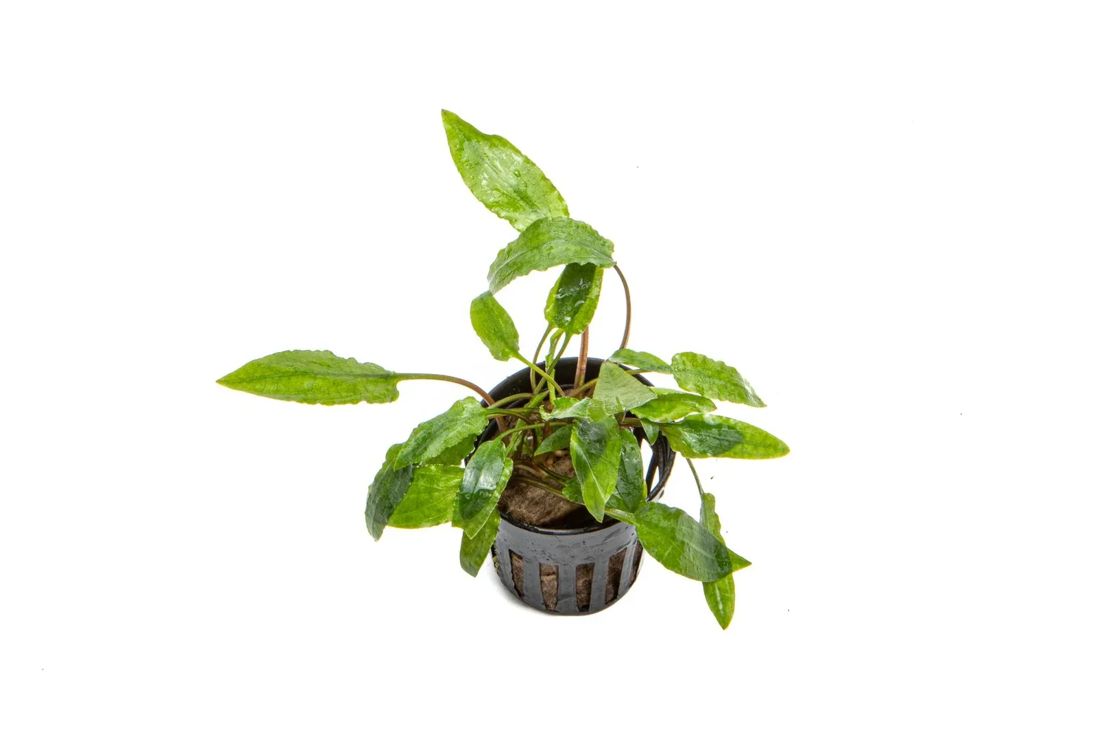 Cryptocoryne Wendtii Gecko - Image 2