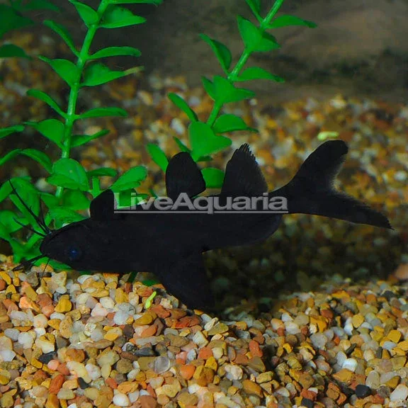 Burmese Upside Down Catfish