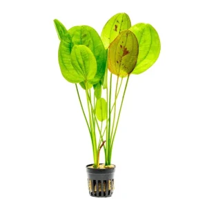 Echinodorus Yellow Sun