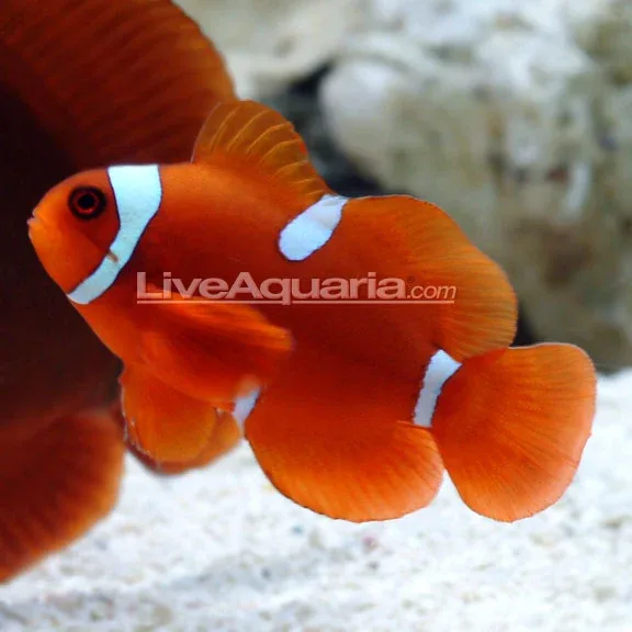 Maroon Clownfish, Captive-Bred