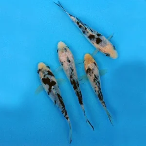 Black & White Koi , Malaysia