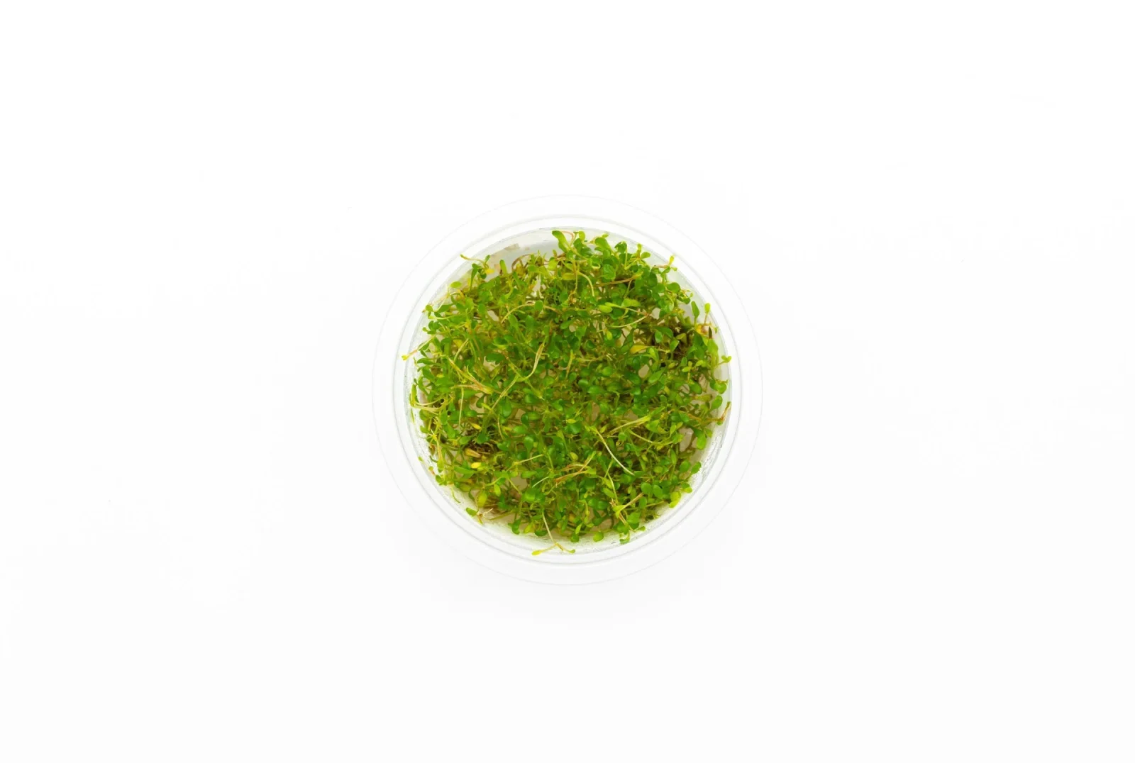 Glossostigma Elatinoides Aquatic Farmer Tissue Culture - Image 2