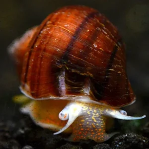 Albino Mystery Snail
