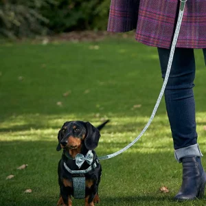 Hiro + Wolf X L&L Classic Dog Lead
