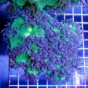 Elegance Coral 4.5" WYSIWYG
