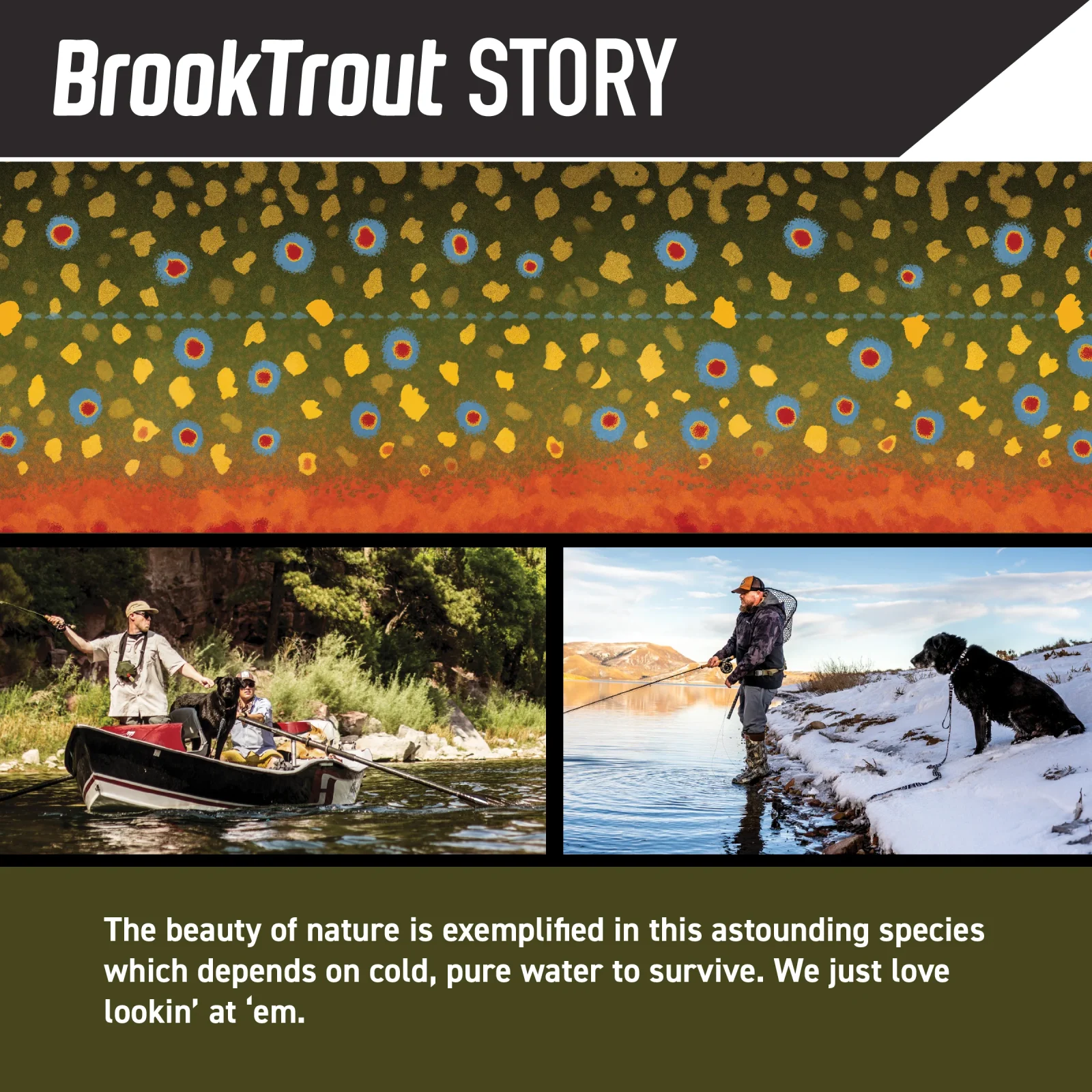 BrookTrout Wide Dog Collar - Image 2