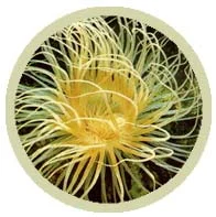 Tube Anemone
