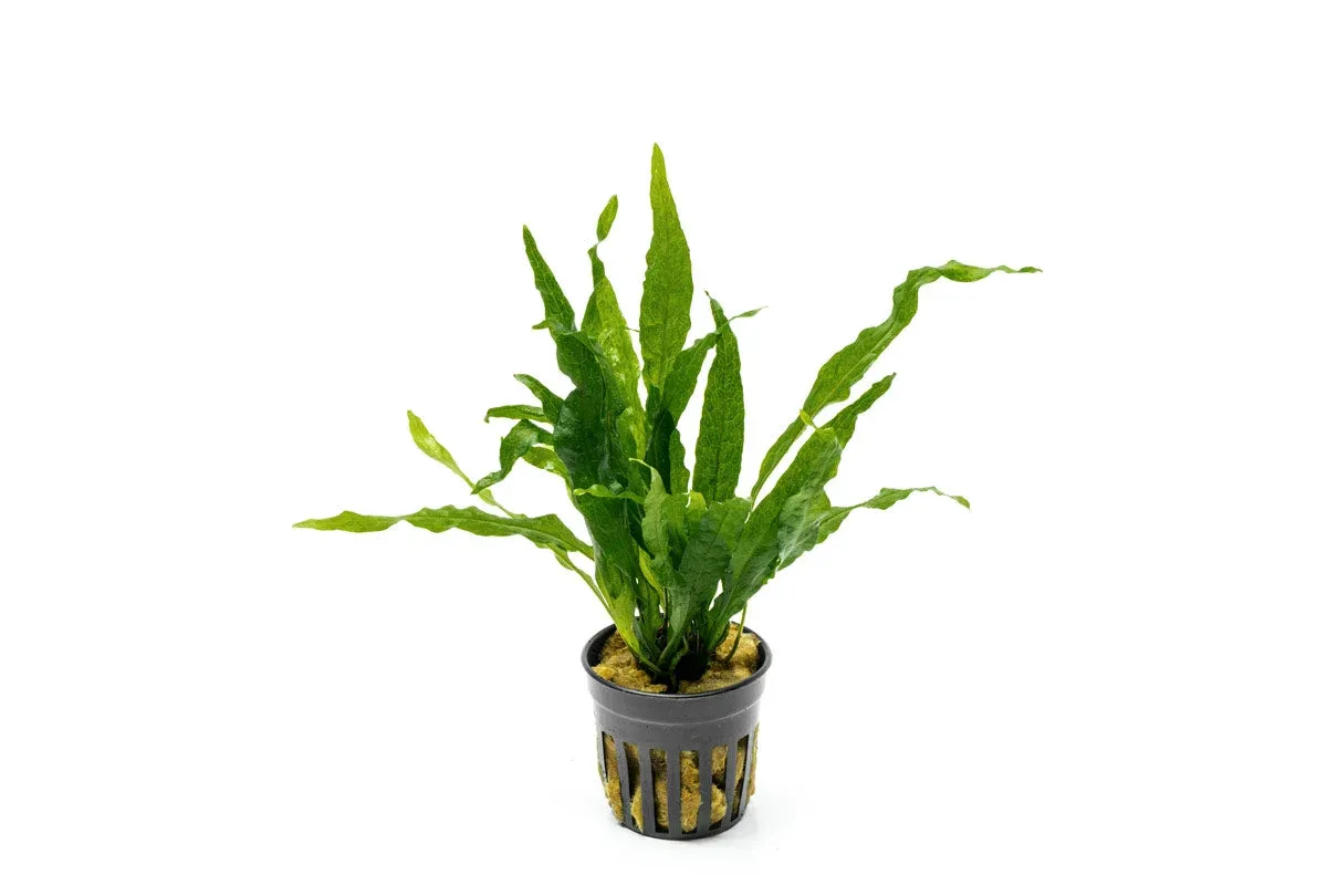 Java Fern Soft - Image 2