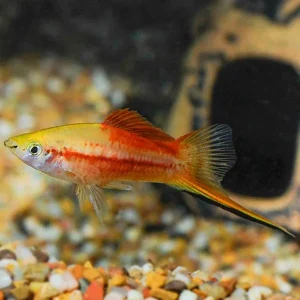 Pineapple Wag Swordtail