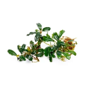 Bucephalandra Arrogant Blue