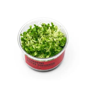 Staurogyne Repens Variegated UNS Tissue Culture
