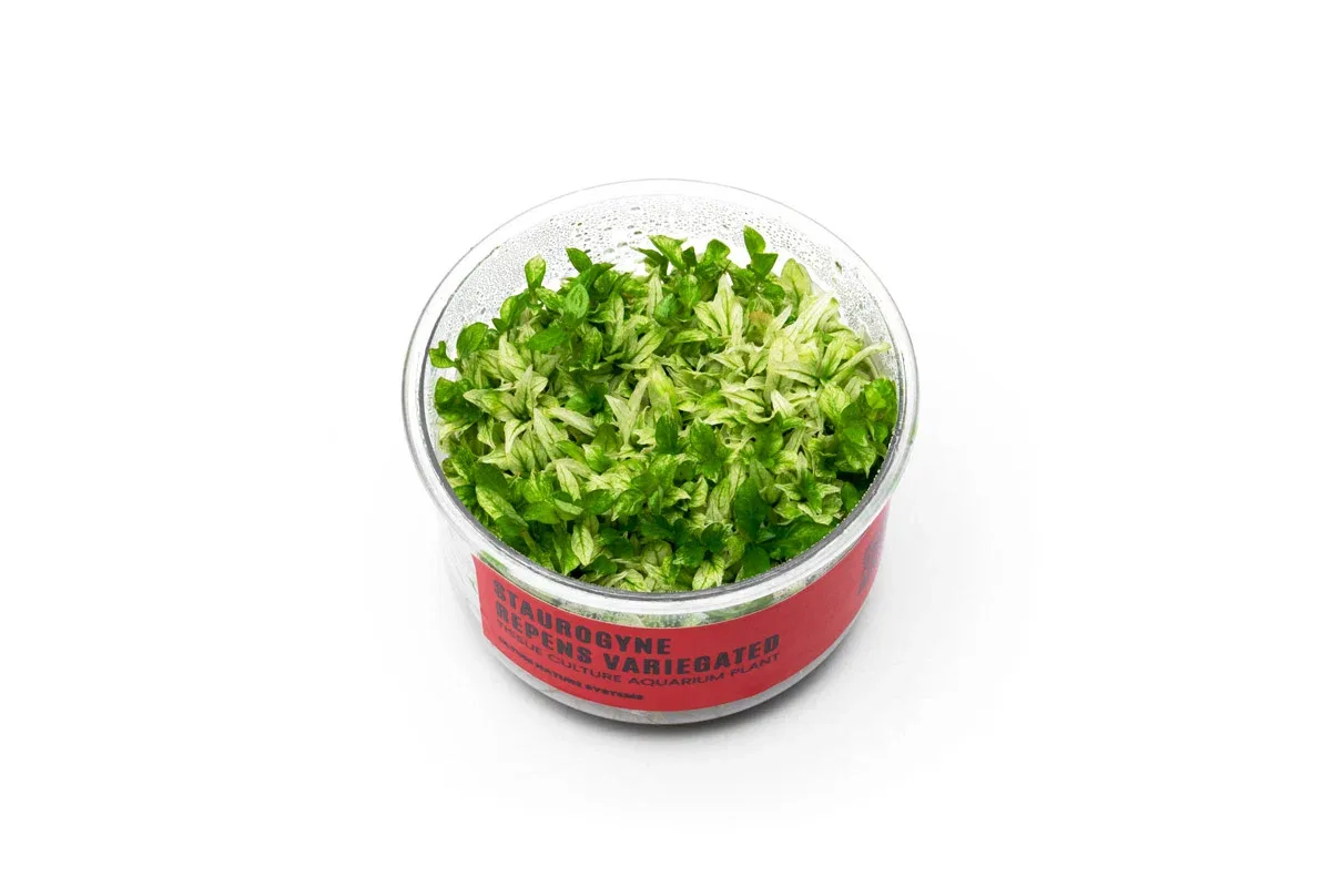 Staurogyne Repens Variegated UNS Tissue Culture