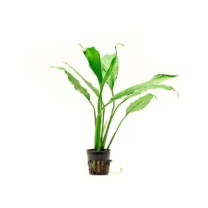 Spathiphyllum Wallisii - Peace Lily