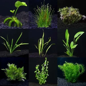 Aquarium Plant Pack - Mega 55 Gallons