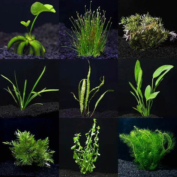 Aquarium Plant Pack - Mega 30 Gallons