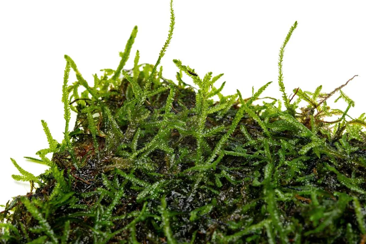Java Moss on Stainless Steel - Image 2