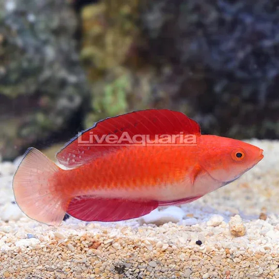 Redfin Wrasse