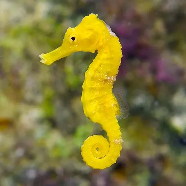 Reidi Seahorse, Captive-Bred - Image 2