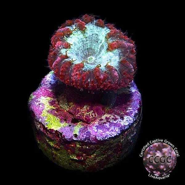 LiveAquaria® CCGC Aquacultured Red Australian Big Polyp Blastomussa Coral - Image 2